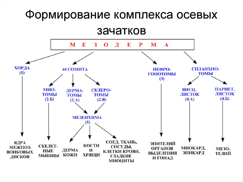 Развитие комплексов. Развитие осевого комплекса зачатков у хордовых. Формирование комплекса осевых зачатков. Осевой комплекс зачатков. Компоненты осевого комплекса зачатков.