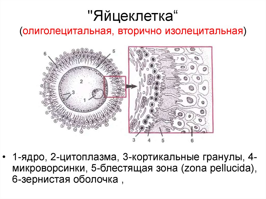 Яйцеклетка человека. Кортикальные гранулы яйцеклетки. Строение яйцеклетки человека. Схема строения яйцеклетки. Яйцеклетка строение и функции.