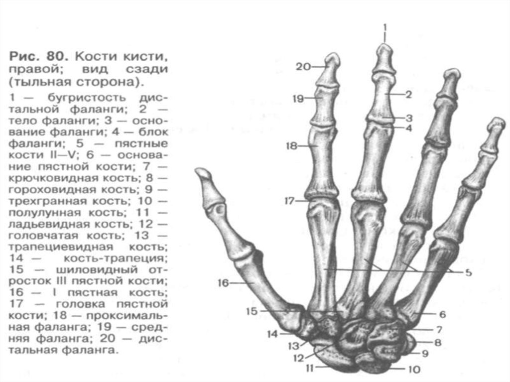 Кости руки сколько