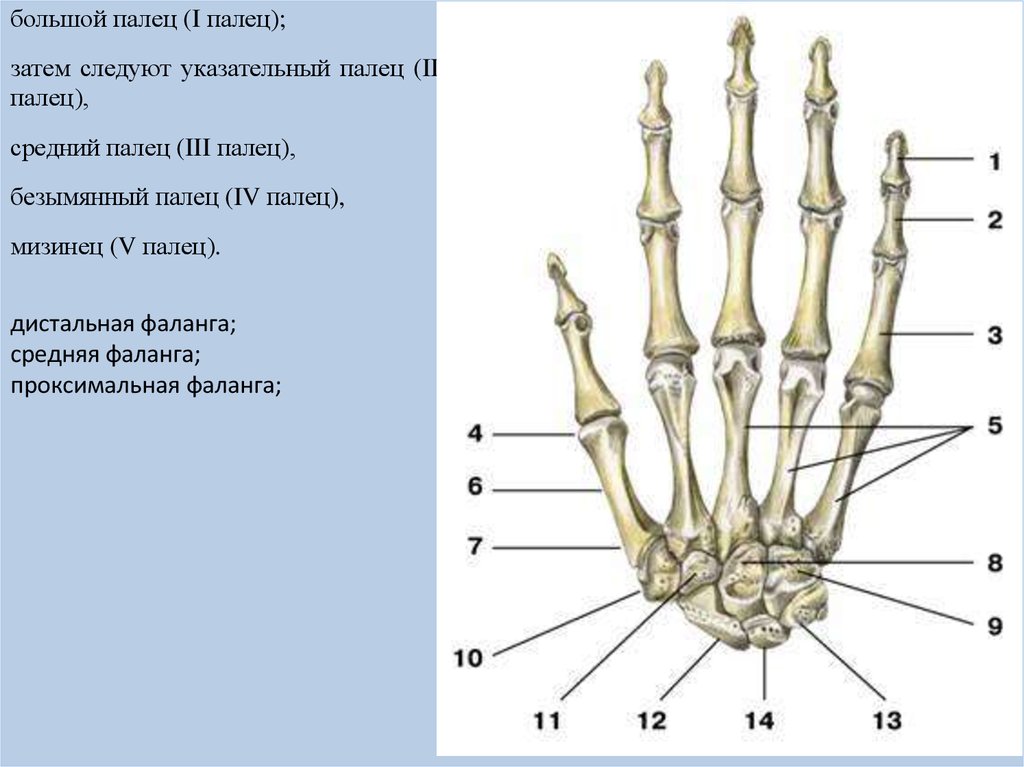 Фаланги пальцев. Строение фаланги пальца руки. Фаланги пальцев кисти анатомия. Кости дистального ряда запястья. Дистальный ряд костей запястья.
