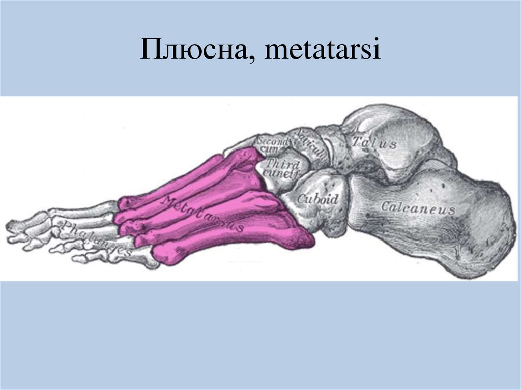 Где плюсневые кости. Кости плюсны и предплюсны стопы. Строение стопы плюсна предплюсна. Предплюсневые кости стопы анатомия. Кости плюсны анатомия человека.