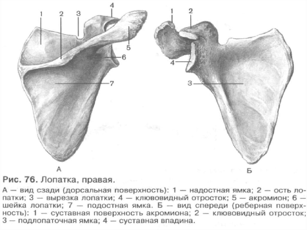 Лопатки рисунок анатомия