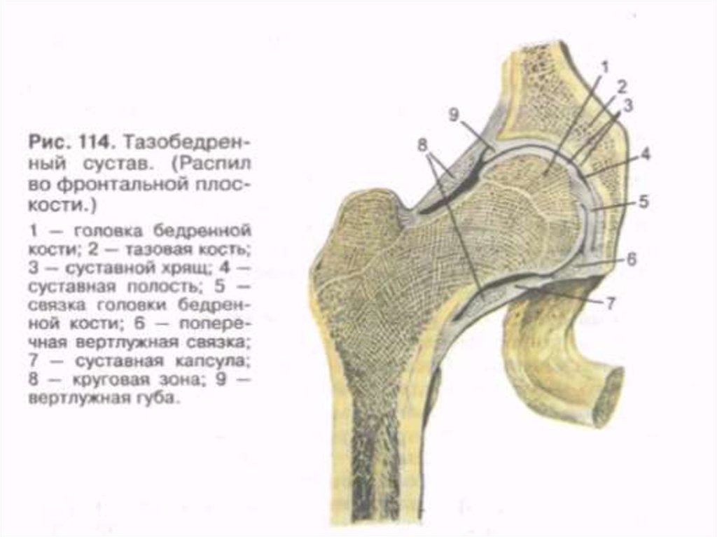 Тазобедренный сустав соединение. Тазобедренный сустав анатомия Синельников. Суставная сумка тазобедренного сустава анатомия. Связки тазобедренного сустава анатомия. Тазобедренный сустав фронтальный распил.