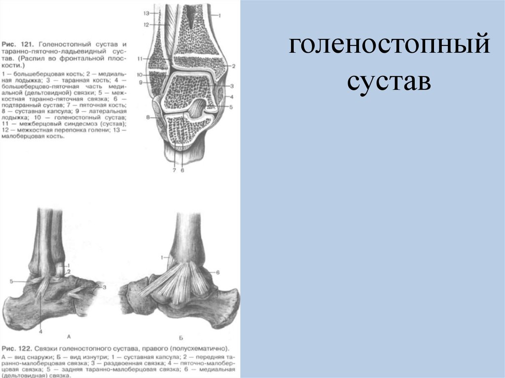 Голеностопный сустав образуют. Синдесмоз голеностопного. Голеностопный сустав подтаранный сустав. Синдесмоз голеностопного сустава анатомия. Голеностопный сустав строение форма.