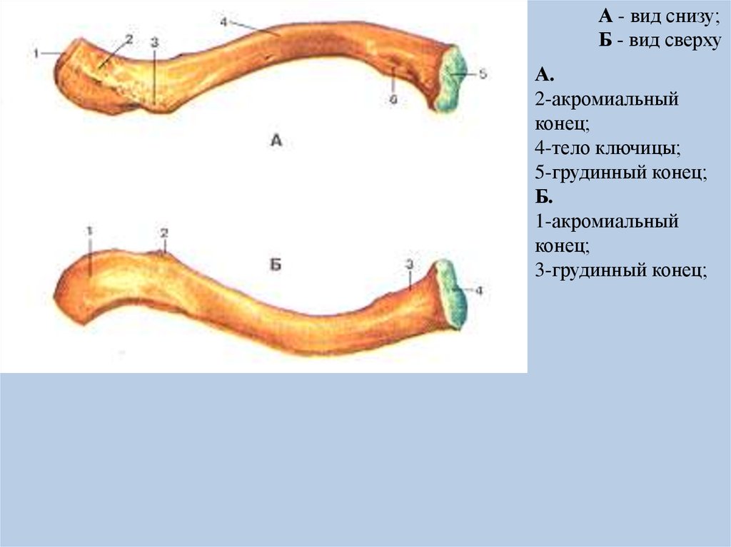 Конца тел 3. Ключица анатомия. Строение ключицы человека анатомия. Ключица строение сзади спереди. Ключица губчатая или трубчатая.