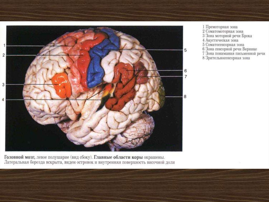 Мозги левы. Премоторная кора головного мозга. Премоторные зоны. Премоторная зона коры головного. Премоторная область лобной доли.