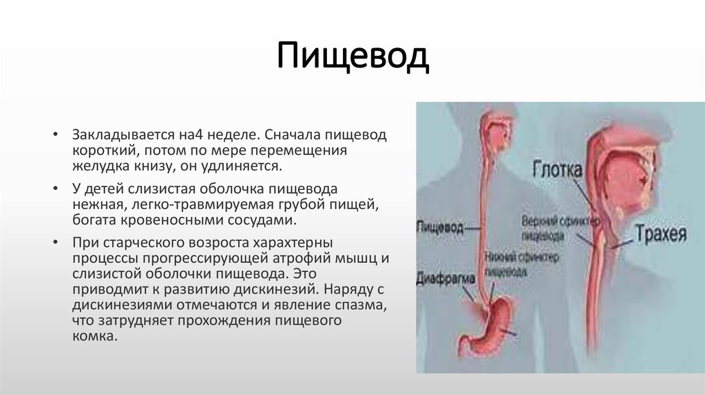 Пищевод вещества. Пищевод. Пищевод человека. Отделы пищевода. Как выглядит пищевод у человека.