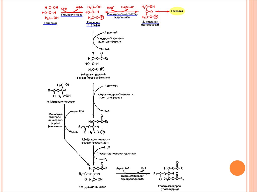 Схема синтеза триглицеридов