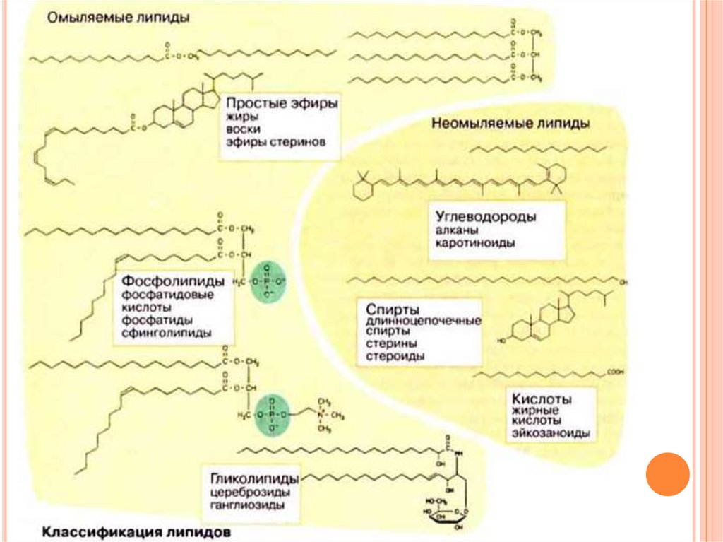 Омыляемые липиды это. Классификация липидов с формулами. Биологическая роль неомыляемых липидов. Омыляемые липиды примеры. Высшие жирные кислоты структурные компоненты омыляемых липидов.