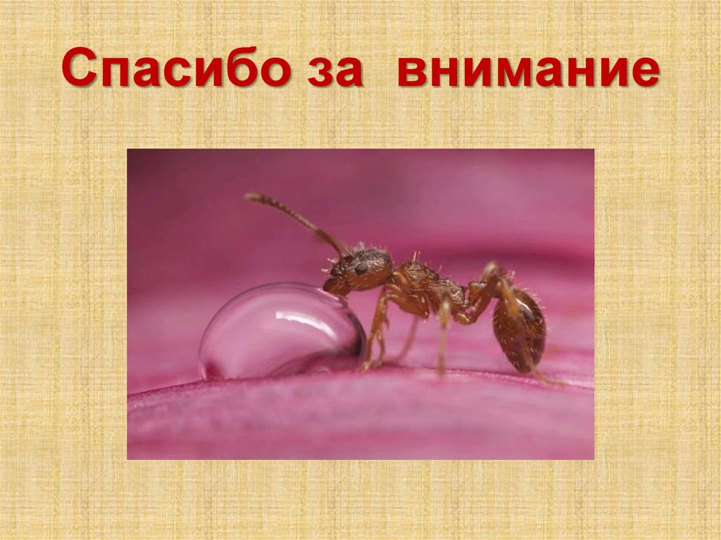 Спасибо за внимание