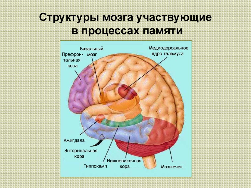 Память в каком отделе мозга. Отдел памяти в мозге. Отдел мозга отвечающий за память. Структуры мозга участвующие в памяти. Строение головного мозга.