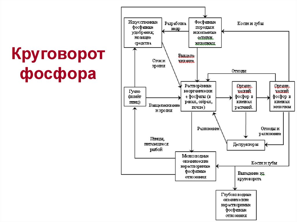 Составьте схему круговорота фосфора и разными стрелками покажите перемещение фосфора