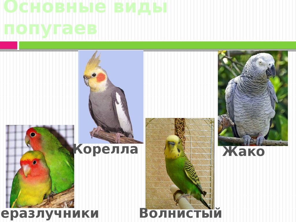 Основные виды попугаев