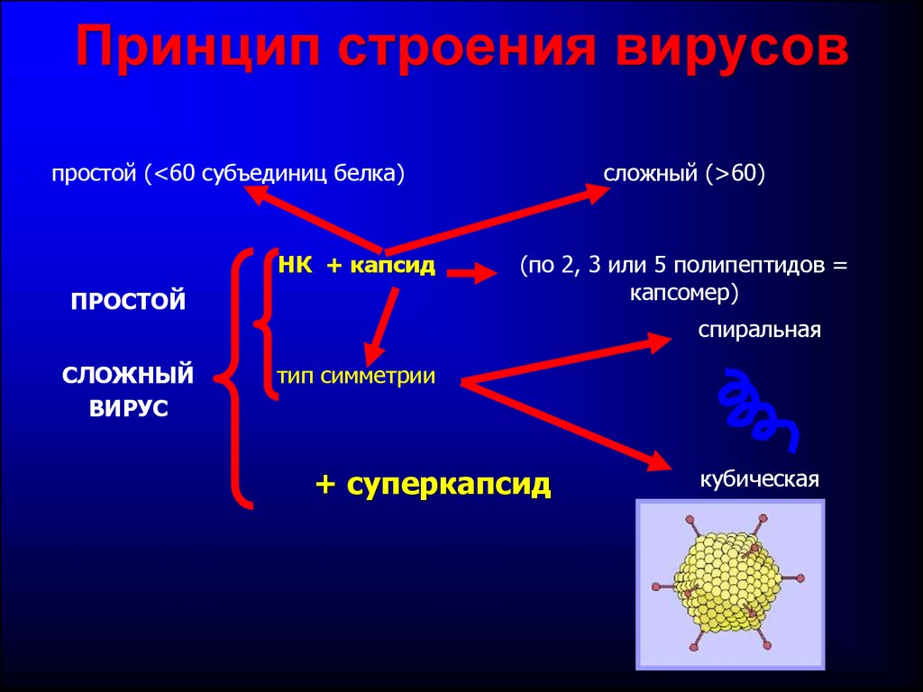 Общая вирусология презентация