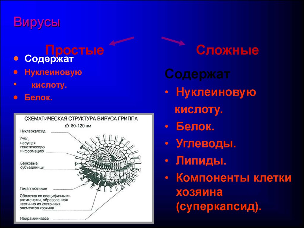 Вирусы состоят из нуклеиновой кислоты. Структура простого вируса. Строение вируса животных. Простые и сложные вирусы. Строение вируса простые и сложные вирусы.