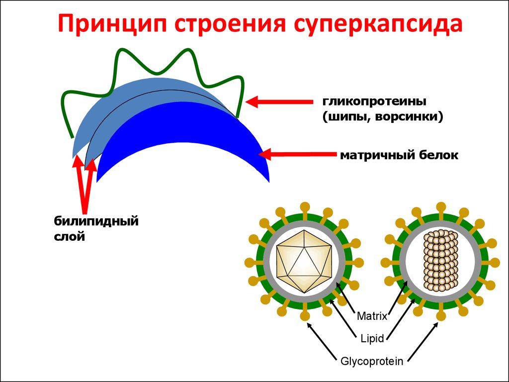 Принципы строения. Принцип строения суперкапсида. Строение суперкапсида вируса. Строение вируса капсид суперкапсид. Строение суперкапсида микробиология.