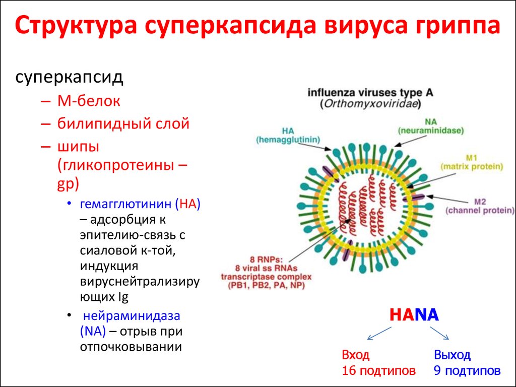 Состав гриппа. Структура вируса гриппа микробиология. Строение вируса с суперкапсидом. Строение вириона вируса гриппа. Основные структурные белки вируса гриппа а.