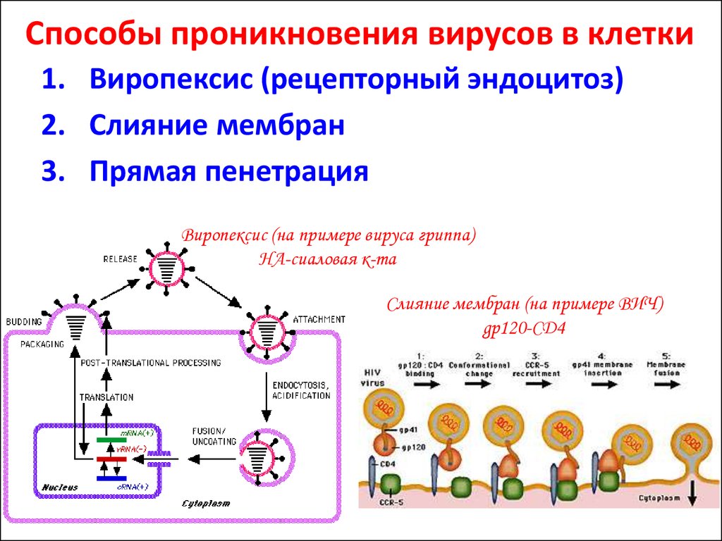 Как вирус проникает в клетку