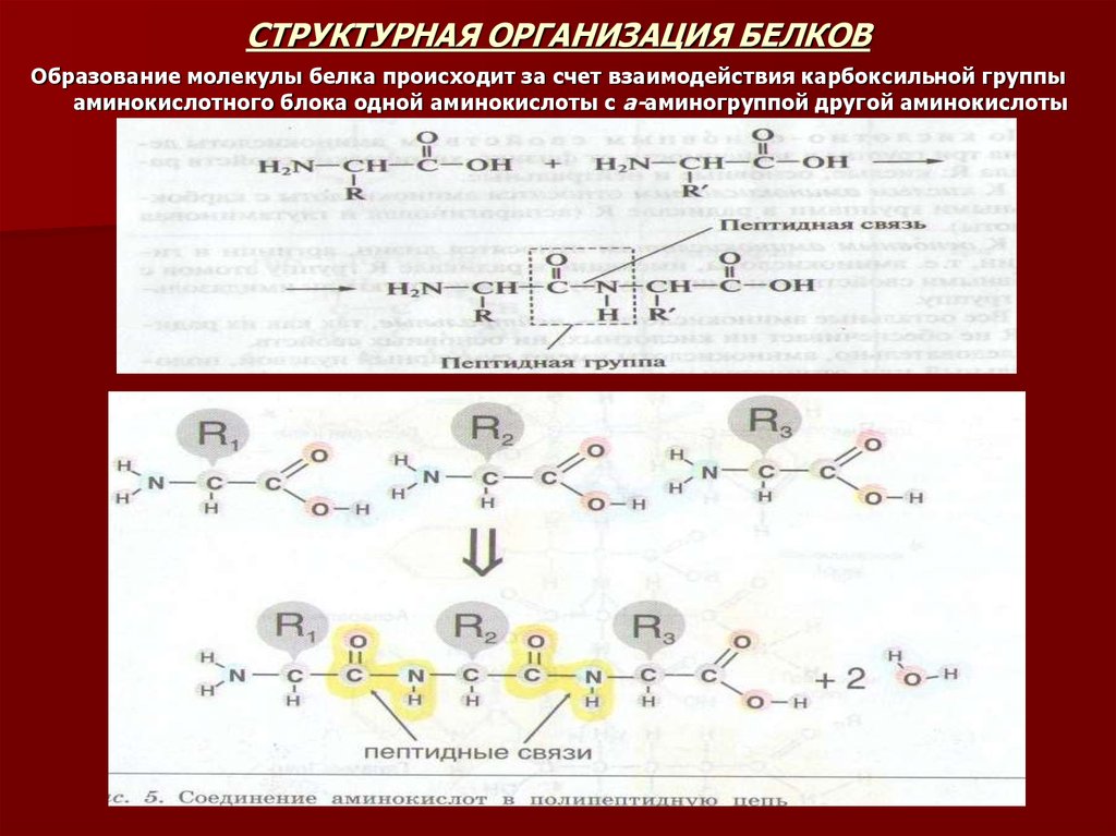 Образование молекул белков. Образование белка происходит. Образование доменов в молекуле белка происходит на уровне. Какими аминокислотами образованы молекулы белков?. Заряд на молекуле белка образуется за счет.