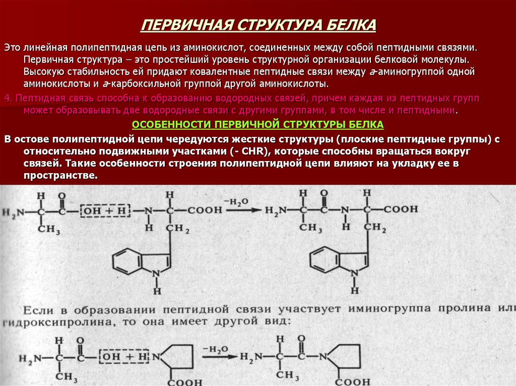 Рассмотрите схему участка первичной структуры молекулы белка какой цифрой обозначена пептидная связь