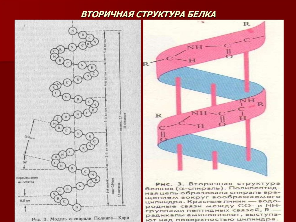 Вторичная структура белка картинка