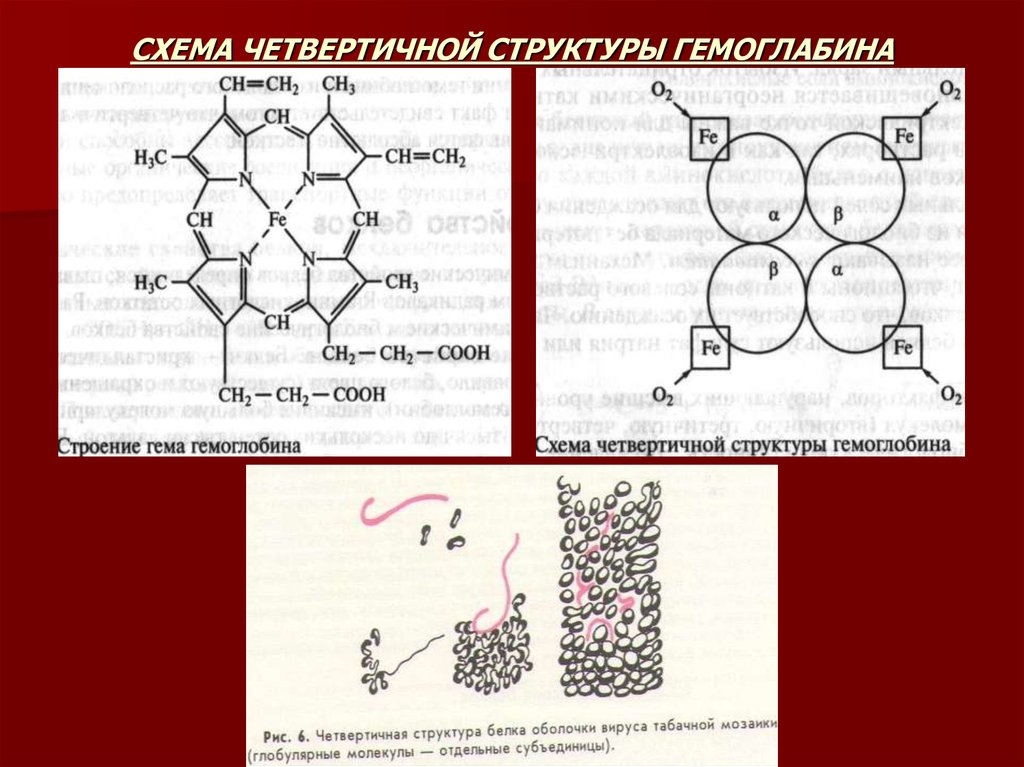 Белки схема строения