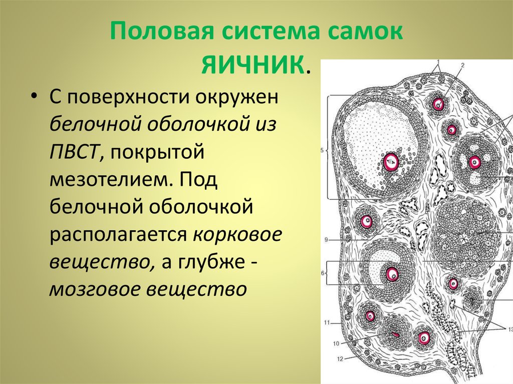 Если в яичниках самок животных происходит. Строение яичника. Строение яичника гистология. Гистологическое строение яичника. Половая система самок.