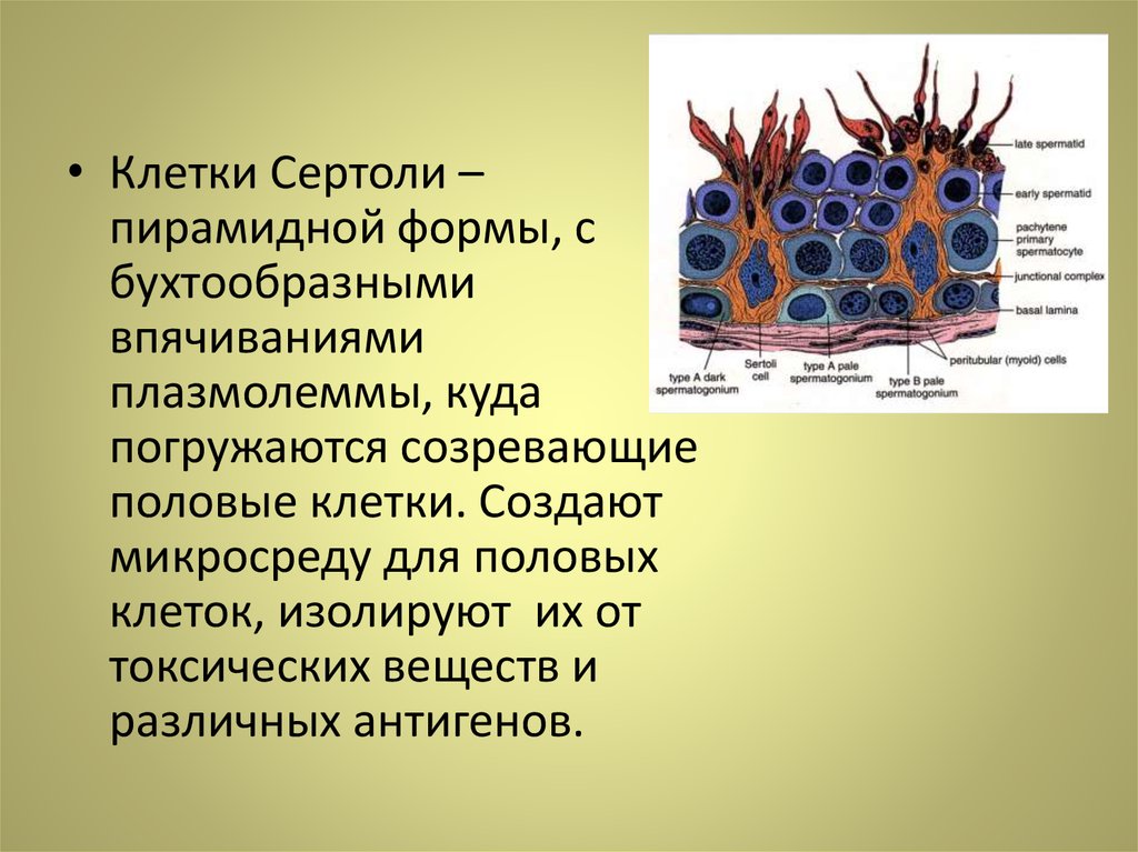 Функции клеточной системы. Клетки Сертоли строение. Клетки Сертоли функции. Морфофункциональная характеристика клеток Сертоли. Клетки Сертоли гистология.