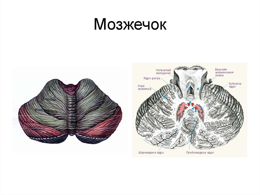 2 мозжечка. Строение мозжечка в разрезе. Мозжечок вид сбоку. Мозжечок картинки анатомия. Мозжечок (cerebellum).