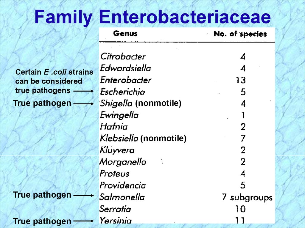 Enterobacteriaceae Chart
