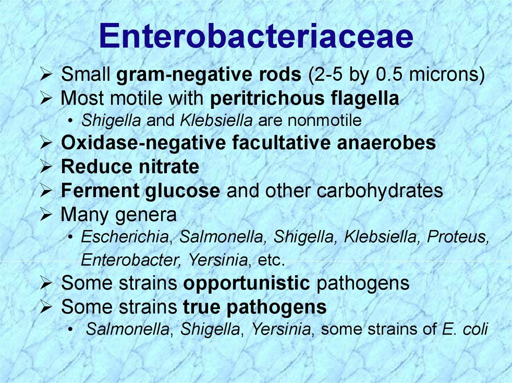 properties coli e of Ð¿Ñ€ÐµÐ·ÐµÐ½Ñ‚Ð°Ñ†Ð¸Ñ  to Introduction Ð¾Ð½Ð»Ð°Ð¹Ð½ Enterobacteriaceae