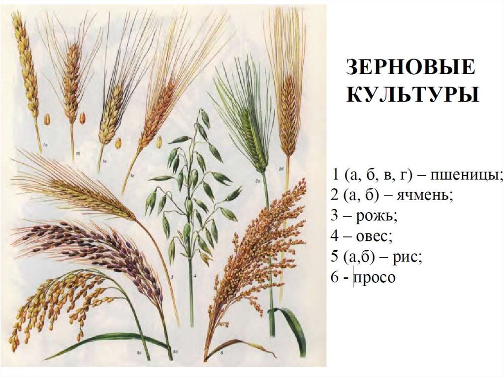 Рожь рисунок растения