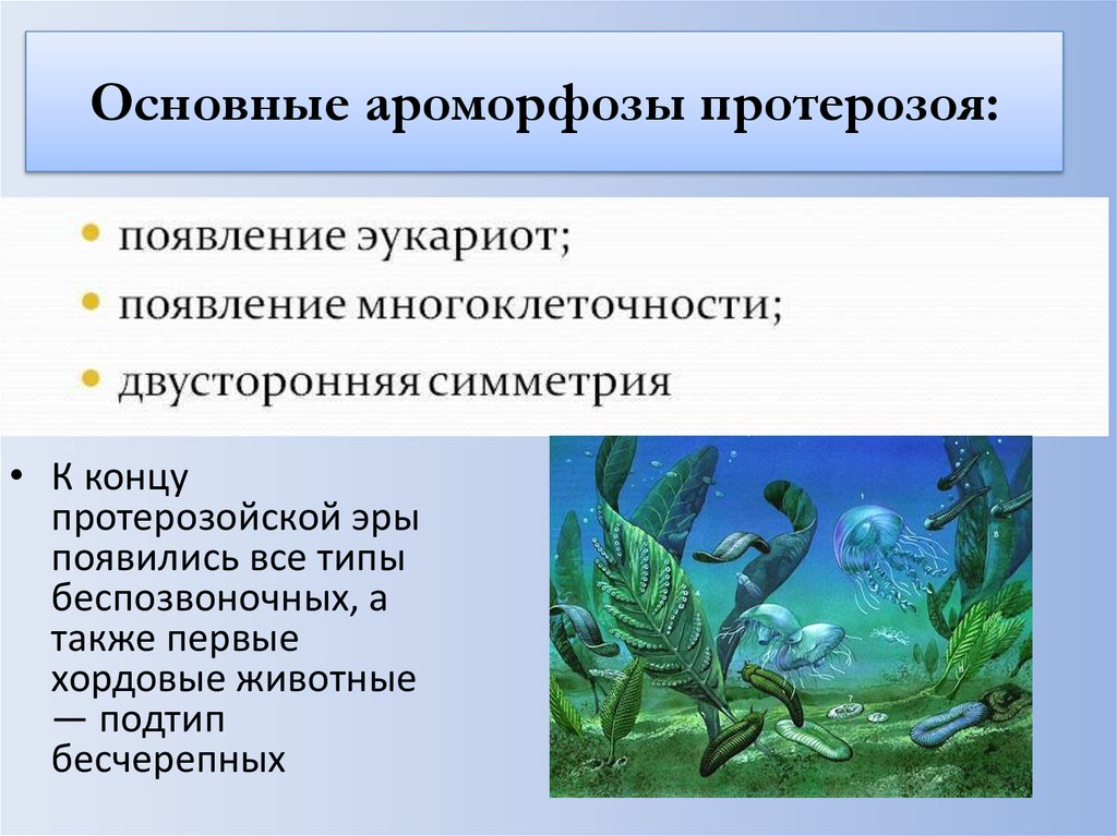 Рифейский период животные. Ароморфозы протерозой эры. Протерозой ароморфозы растений и животных. Протерозой ароморфозы растений. Ароморфозы животных в протерозойскую эру.