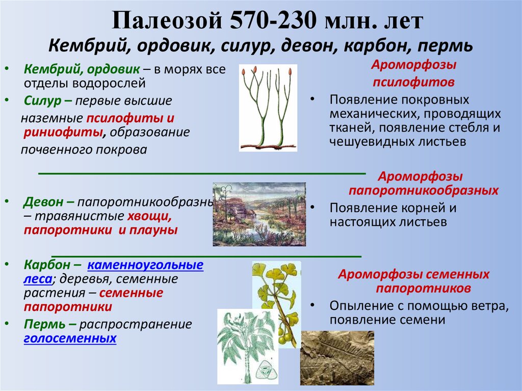 Появление семени. Семенные папоротники переходная форма. Псилофиты переходная форма. Семенные папоротники переходная форма между. Семенные папоротники признаки.