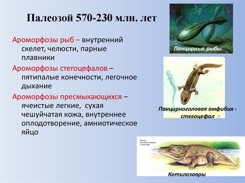 Установи соответствие между ароморфозом и эрой. Ароморфозы рыб. Арофорфозы пресмыкаюших. Амофорзы пресмыкающихся. Ароморфоз примыкающих.