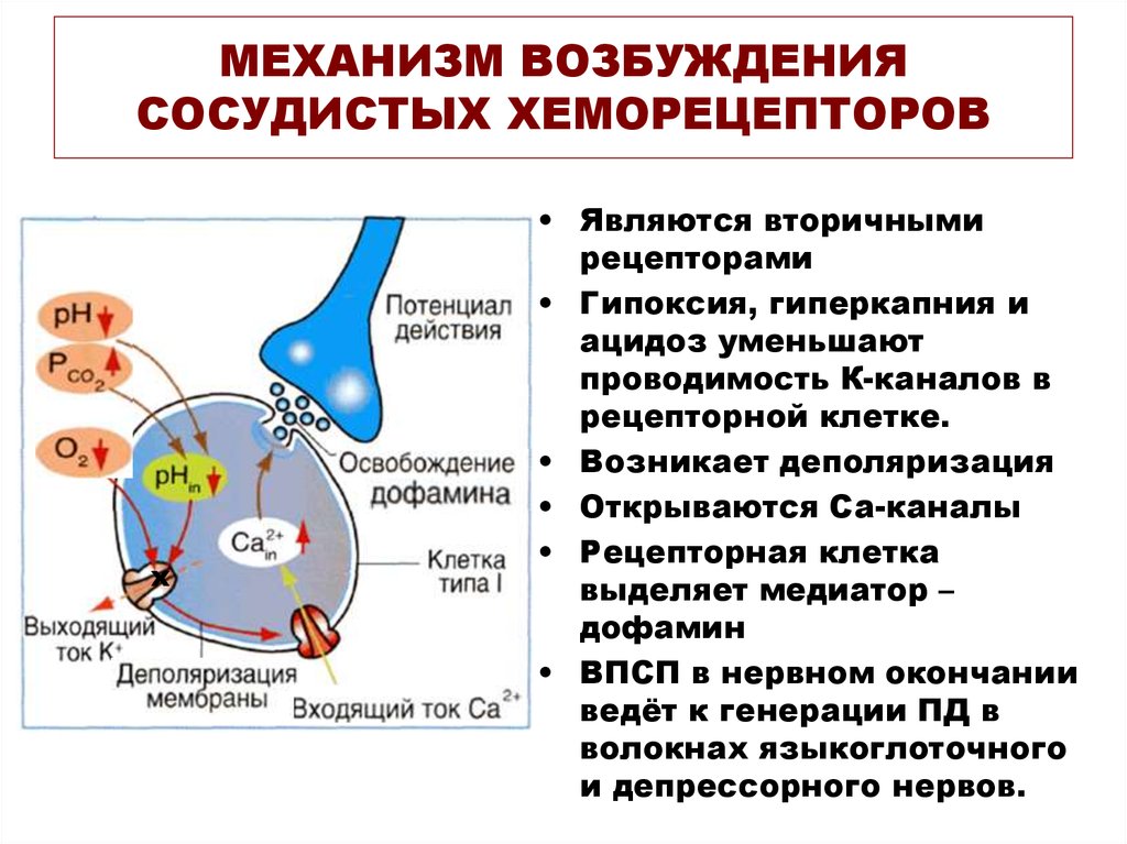 Внутренние рецепторы