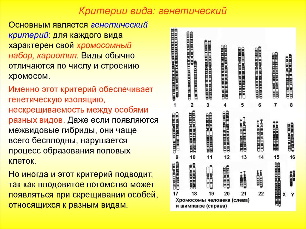 Какой хромосомный набор характерен для споры. Генетический критерий вида сосны обыкновенной. Критерии вида набор хромосом. Диплоидный набор хромосом это критерий вида морфологический. Видовой кариотип это.