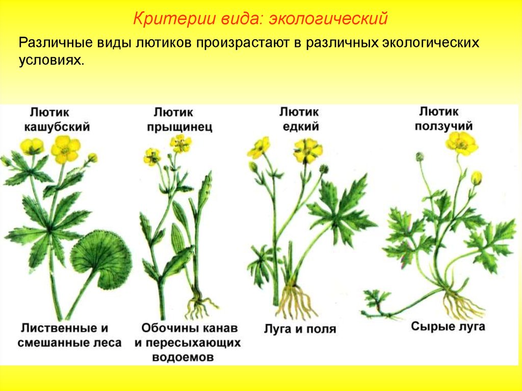 Критерии вида картинки