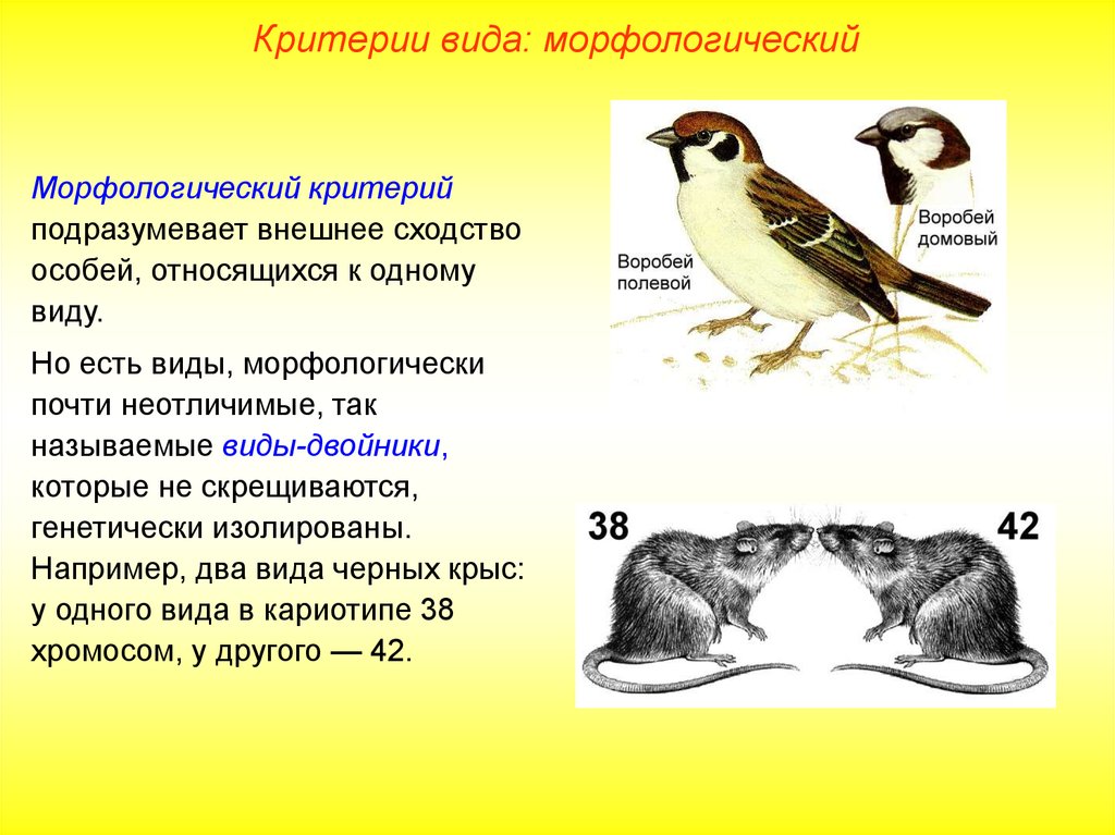 Описание морфологического критерия. Морфологический критерий вида. Морфологический критерий вида примеры. Морфологический вид биология примеры. Морфологические критерии одного вида.