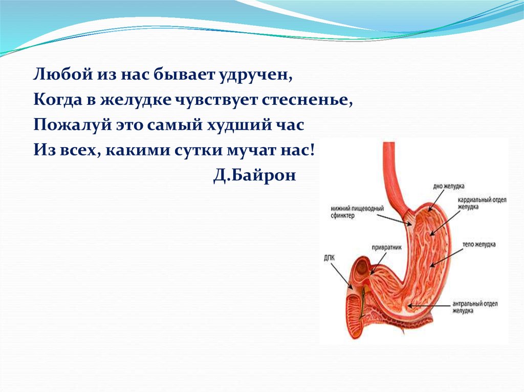 Названия сфинктеров. Сфинктеры двенадцатиперстной кишки. Сфинктер между желудком и двенадцатиперстной. Сфинктер между желудком и двенадцатиперстной кишки.