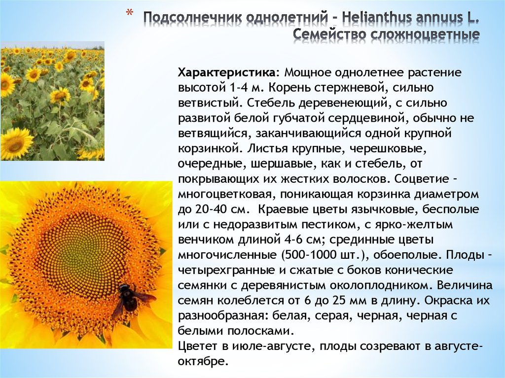 Подсолнухи содержание. Семейство Сложноцветные подсолнечник. Описание подсолнуха. Подсолнечник описание. Характеристика подсолнечника.