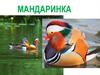 Птица мандаринка