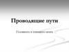 Проводящие пути головного и спинного мозга