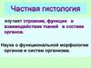 Частная гистология. Строение, функции и взаимодействие тканей в составе органов