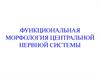 Функциональная морфология центральной нервной системы
