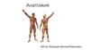 Анатомия. Мышцы