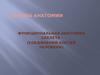 Основы анатомии. Функциональная анатомия скелета