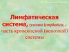 Лимфатическая система, systema lymphatica, - часть кровеносной (венозной) системы