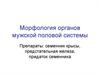 Морфология органов мужской половой системы
