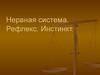 Нервная система. Рефлекс. Инстинкт